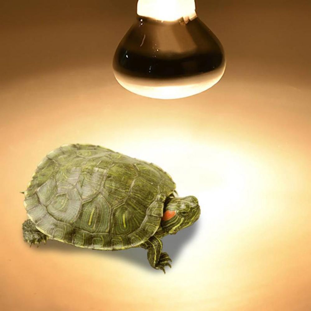 거북이 히터 열 램프 파충류 바스킹 라이트 UVA 라이 - Basking Bulb Halogen 리뷰 및 가격